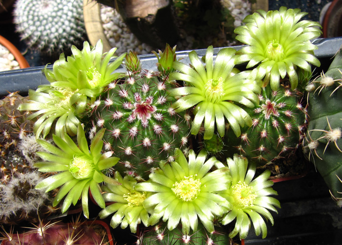 Echinocereus viridiflorus